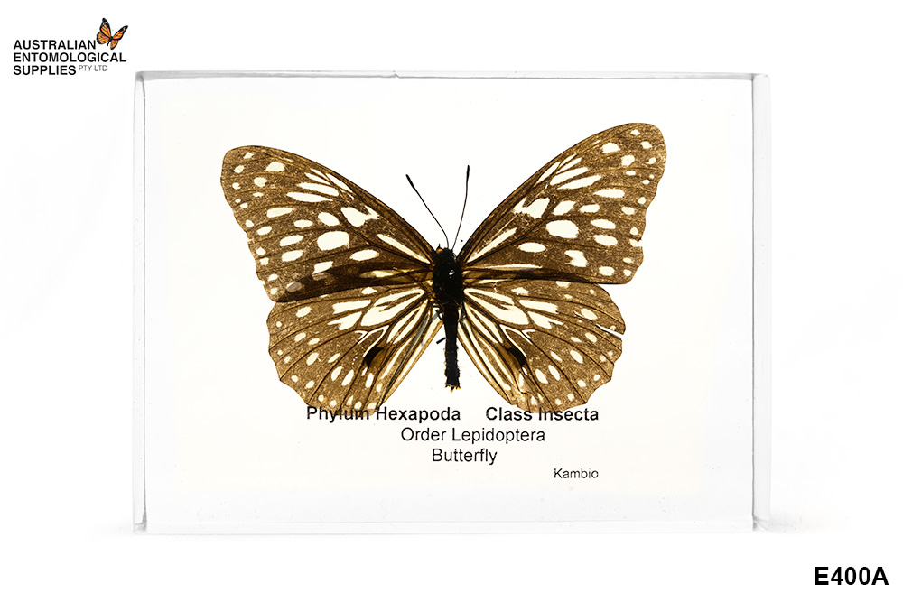 Butterfly Setting Mounting Kit  Butterfly Lepidoptera Entomology Equi 